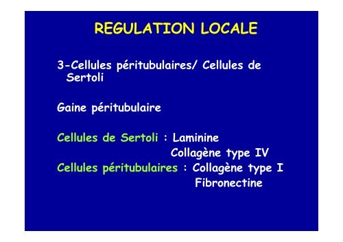 spermatogenese - Poly-Prepas