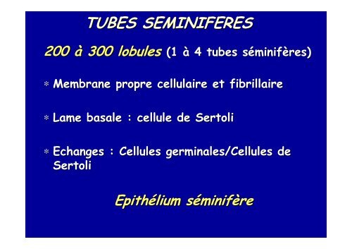 spermatogenese - Poly-Prepas