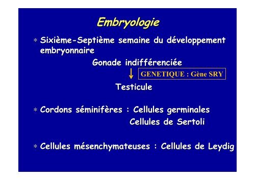 spermatogenese - Poly-Prepas