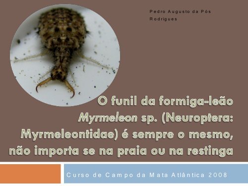 O funil da formiga-leão Myrmeleon sp. (Neuroptera: Myrmeleontidae ...