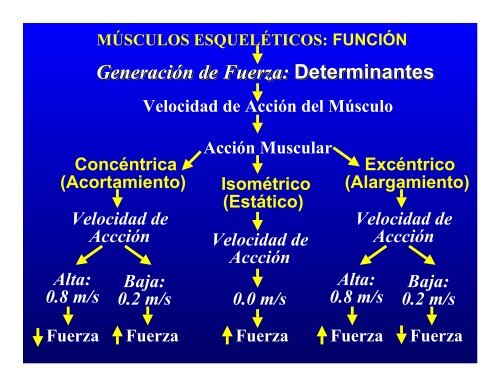 CONTROL MUSCULAR DEL MOVIMIENTO: Estructura ... - Saludmed