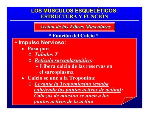 CONTROL MUSCULAR DEL MOVIMIENTO: Estructura ... - Saludmed