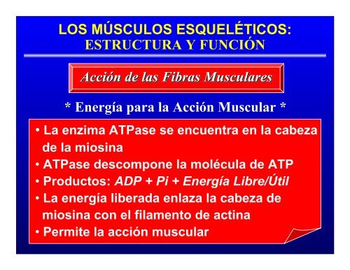 CONTROL MUSCULAR DEL MOVIMIENTO: Estructura ... - Saludmed