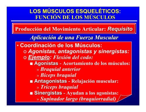 CONTROL MUSCULAR DEL MOVIMIENTO: Estructura ... - Saludmed