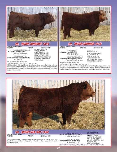 Skor Simmentals Bull Sale - Transcon Livestock Corporation