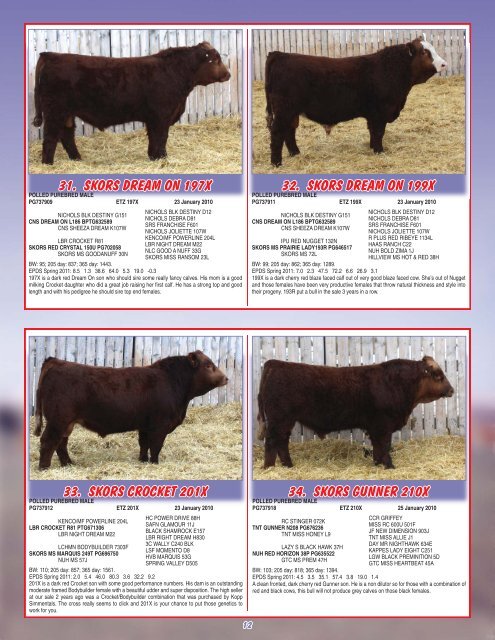 Skor Simmentals Bull Sale - Transcon Livestock Corporation