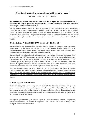 Chenilles de noctuelles : description et incidence en betterave ...