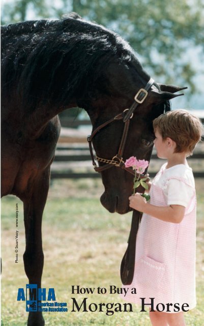 buy a Morgan - American Morgan Horse Association