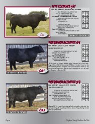 Lots 1-17 - SaskLivestock