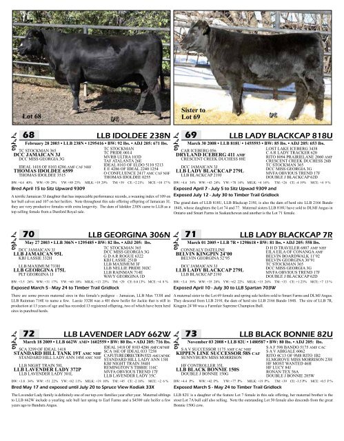 LLB Angus - Bouchard Livestock International