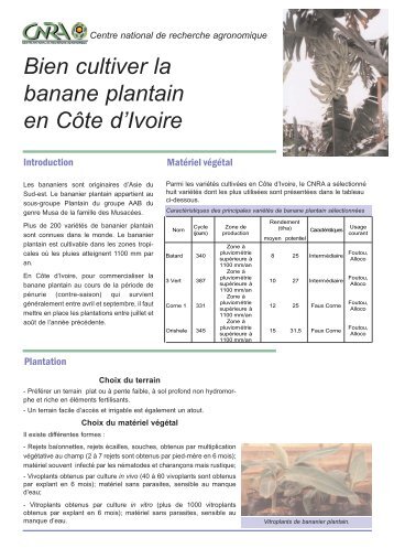 Bien cultiver la banane plantain en CÃ´te d'Ivoire - eRails