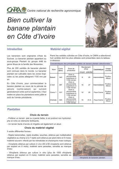 Bien cultiver la banane plantain en CÃ´te d'Ivoire - eRails