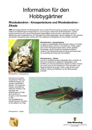 Knospenbräune und Rhododendron