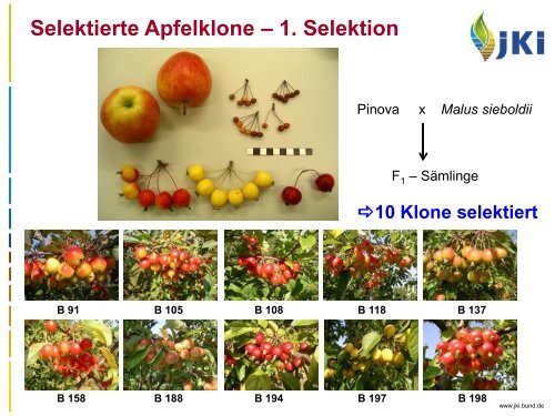 Selektierte Apfelklone - Landwirtschaft in Sachsen