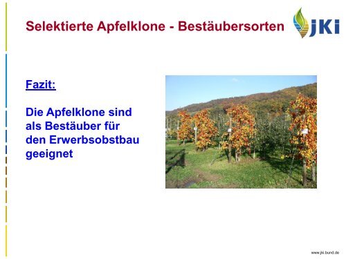 Selektierte Apfelklone - Landwirtschaft in Sachsen