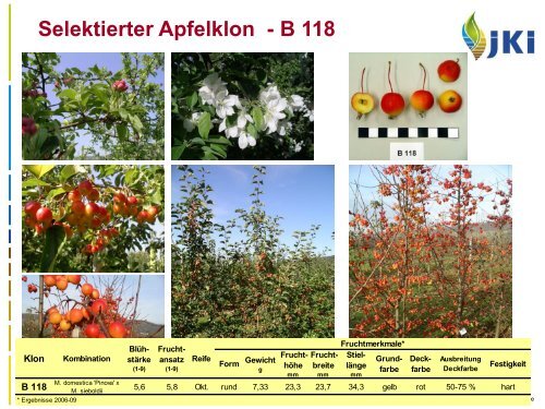 Selektierte Apfelklone - Landwirtschaft in Sachsen