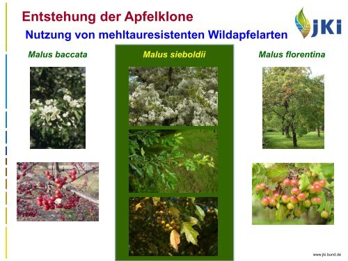 Selektierte Apfelklone - Landwirtschaft in Sachsen