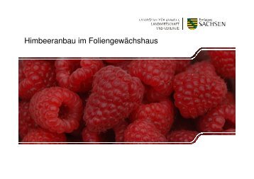 Himbeeranbau im Foliengewächshaus - Landwirtschaft in Sachsen
