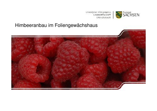 Himbeeranbau im Foliengewächshaus - Landwirtschaft in Sachsen