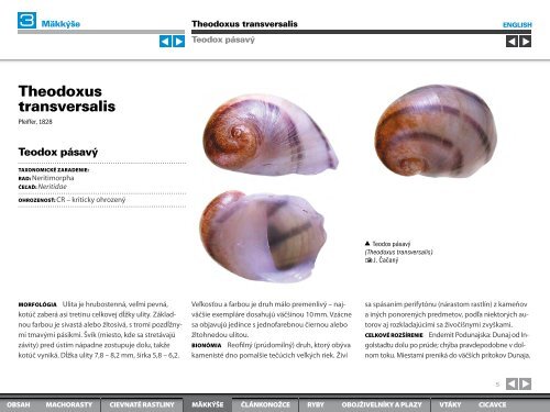 3 Molluscs