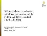 Differences between old native cattle breeds in Norway and the ...