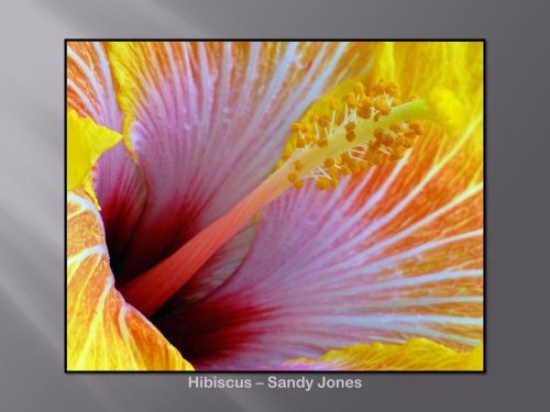 Photo Album - Camera Club of Hendersonville