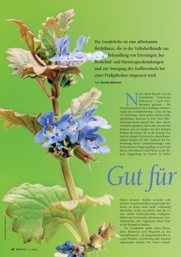 Gundelrebe, eine altbekannte Heilpflanze - Natürlich
