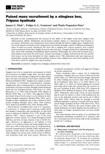 Pulsed mass recruitment by a stingless bee, Trigona hyalinata