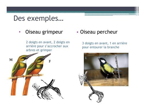 Les oiseaux - Science en ligne