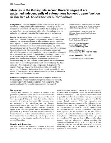 Muscles in the Drosophila second thoracic segment are patterned ...