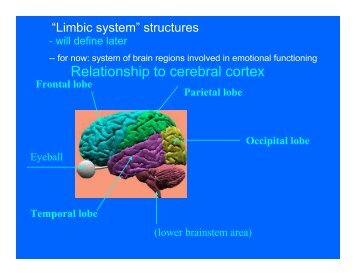 Limbic System 1.pdf