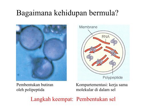 Kuliah 1 Cakupan Biologi.pdf - Web Asrama TPB-IPB