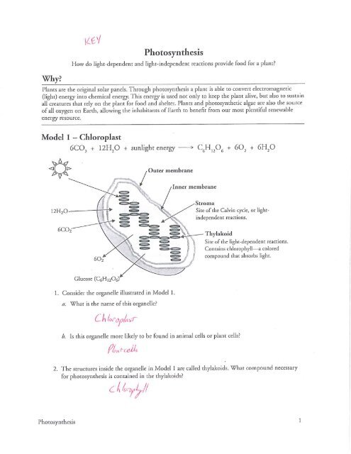 ap biology photosynthesis worksheet answers