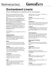Enchantment Linaria - Pan American Seed Company