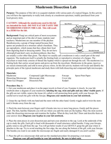 Mushroom Dissection Lab