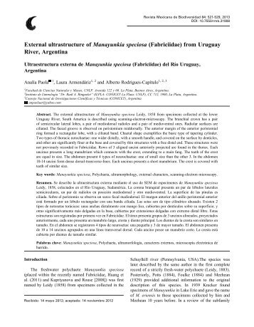 External ultrastructure of Manayunkia speciosa - Instituto de BiologÃ­a