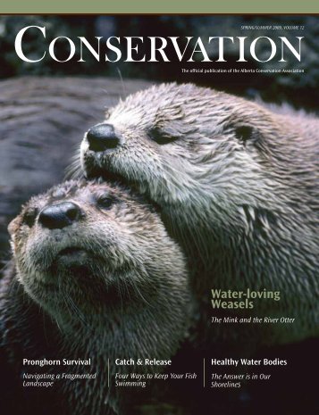 Water-loving Weasels - Alberta Conservation Association