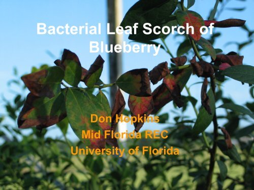 Bacterial Leaf Scorch of Blueberry - The Southern Region Small ...