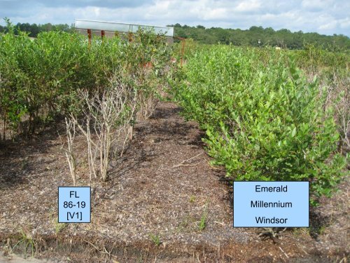 Bacterial Leaf Scorch of Blueberry - The Southern Region Small ...