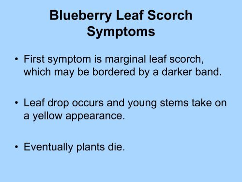 Bacterial Leaf Scorch of Blueberry - The Southern Region Small ...