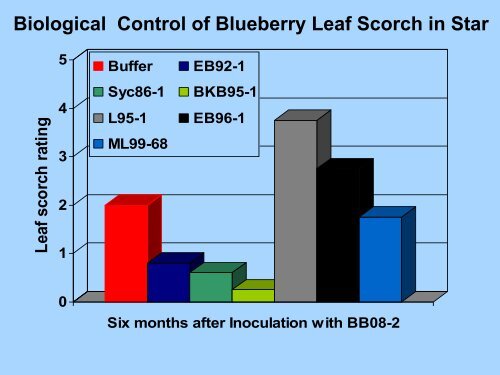 Bacterial Leaf Scorch of Blueberry - The Southern Region Small ...