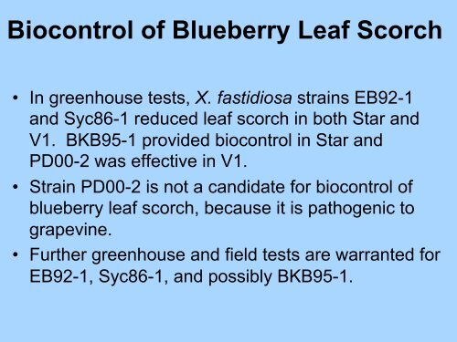 Bacterial Leaf Scorch of Blueberry - The Southern Region Small ...