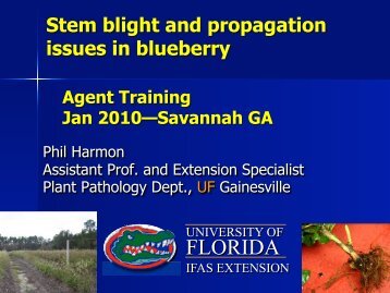 Stem Blight and Propagation Issues in Blueberry