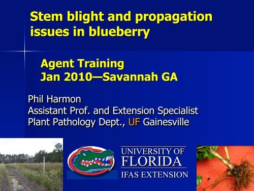 Stem Blight and Propagation Issues in Blueberry