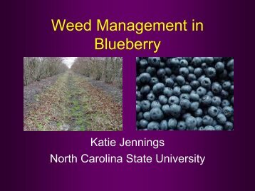 Weed Management in Blueberry