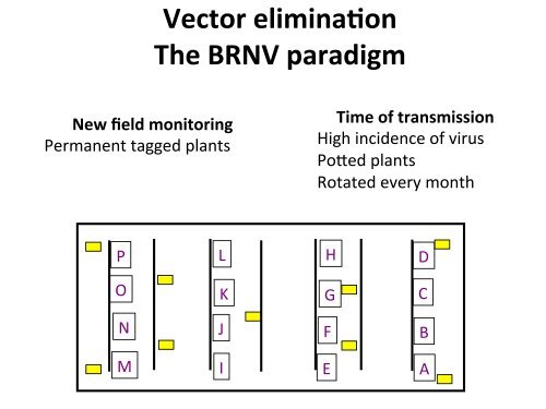 Berry viruses - The Southern Region Small Fruit Consortium