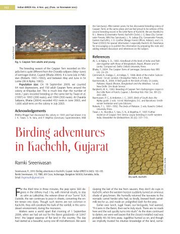 Birding adventures in Kachchh, Gujarat - Indian Birds