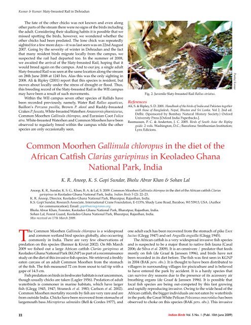 Common Moorhen Gallinula chloropus in the diet of ... - Indian Birds
