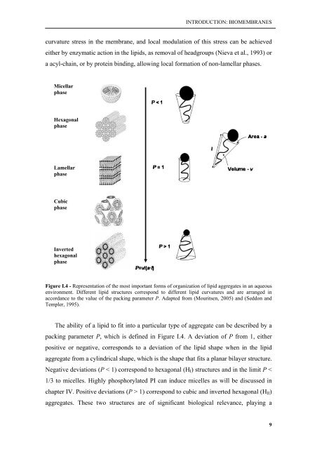 Biophysical studies of membrane proteins/peptides. Interaction with ...