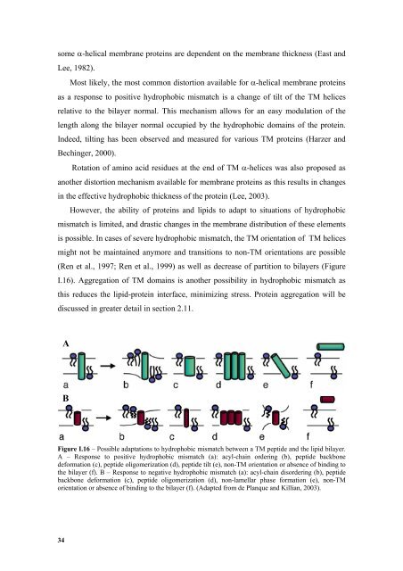 Biophysical studies of membrane proteins/peptides. Interaction with ...